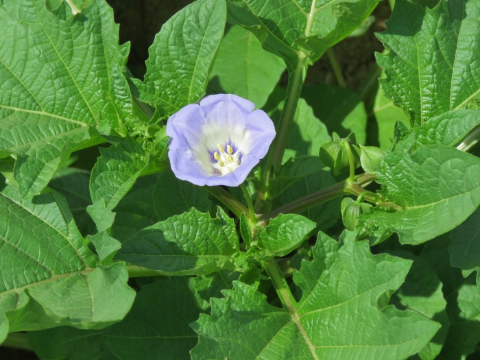 Nicandra physalodes image