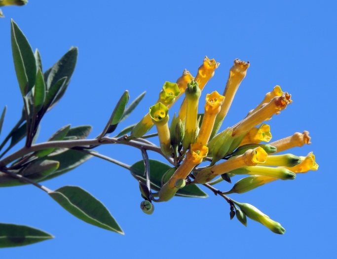 Nicotiana glauca image