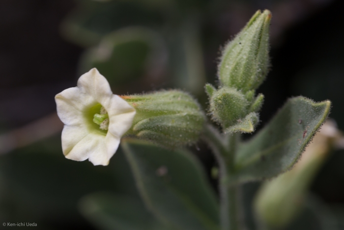Nicotiana obtusifolia image