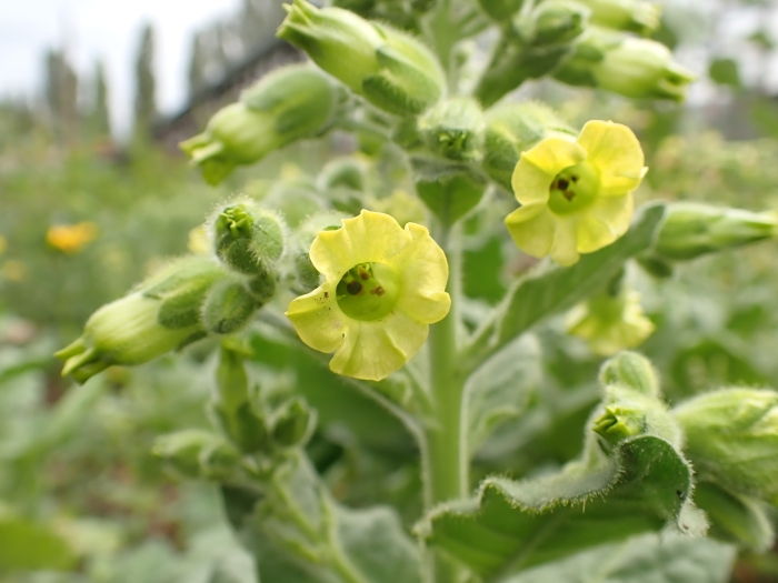 Nicotiana rustica image
