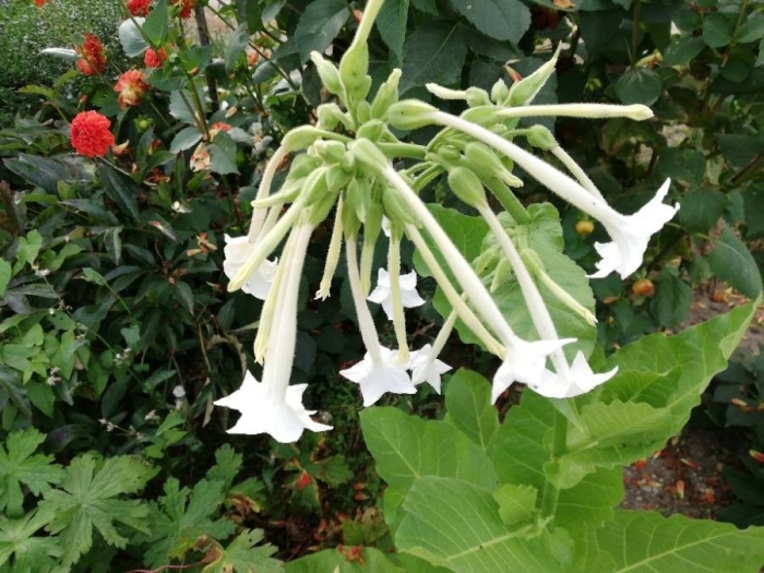 Nicotiana tabacum image