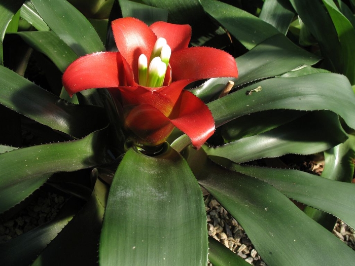 Nidularium innocentii image
