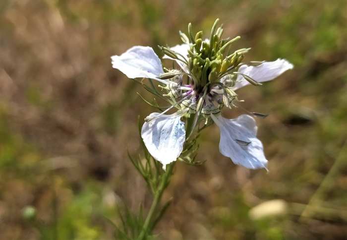 Nigella arvensis image