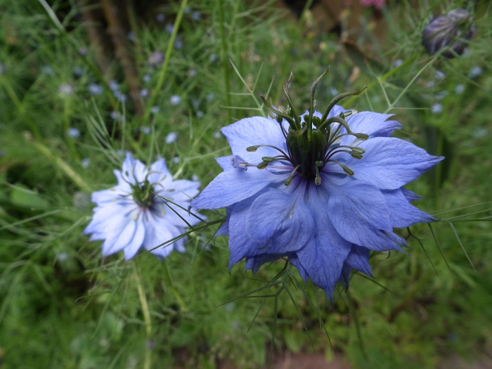 Nigella damascena image