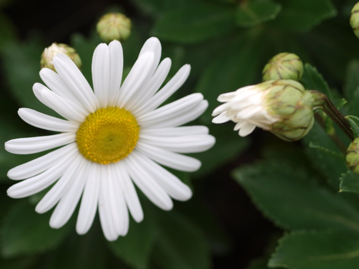 Nipponanthemum nipponicum image