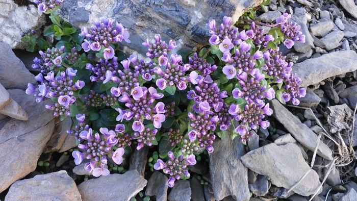 Noccaea rotundifolia image