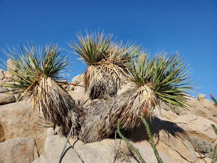 Nolina bigelovii image