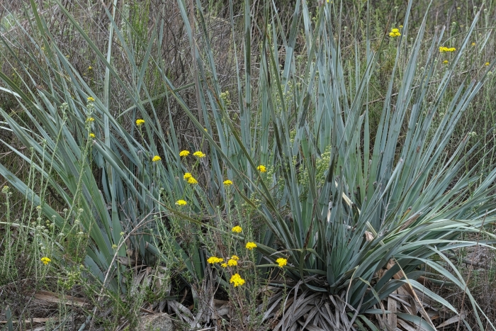 Nolina interrata image