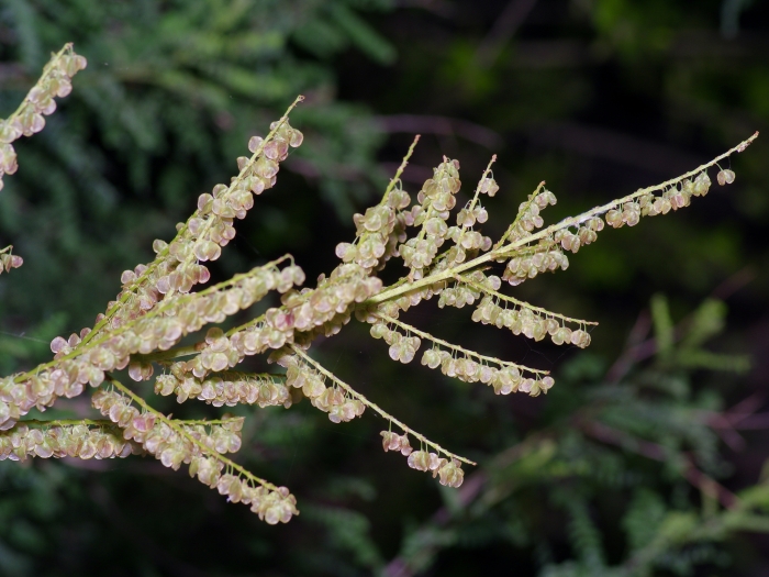 Nolina lindheimeriana image