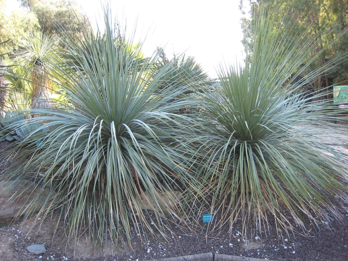 Nolina matapensis image