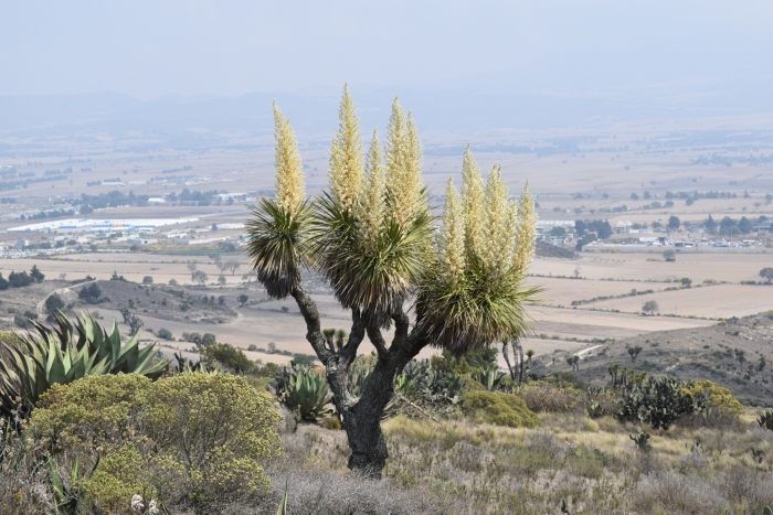 Nolina parviflora image