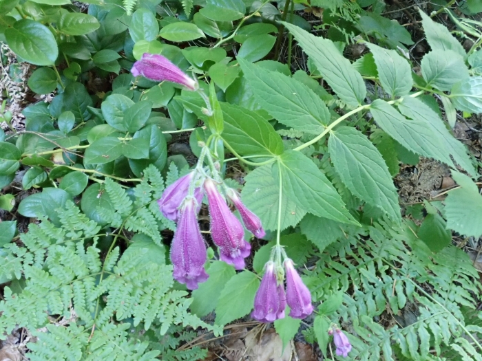 Nothochelone nemorosa image