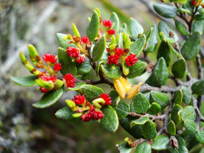 Nothofagus cliffortioides image