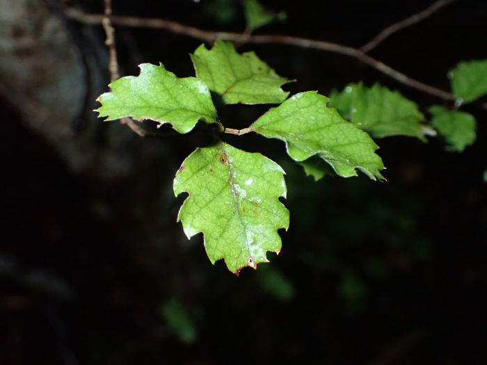 Nothofagus fusca image