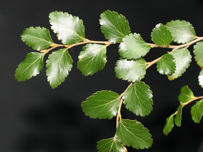Nothofagus menziesii image