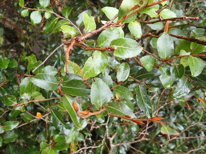 Nothofagus moorei image