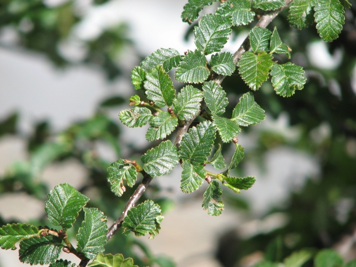 Nothofagus pumilio image