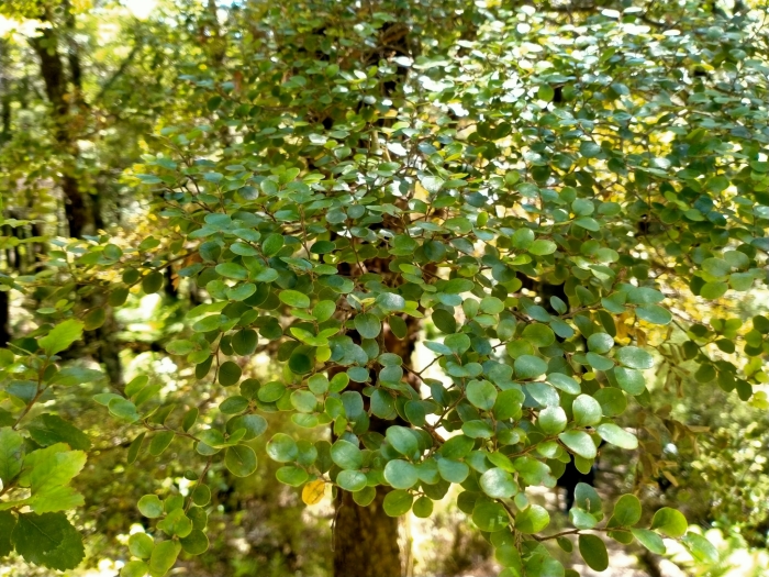 Nothofagus solandri image