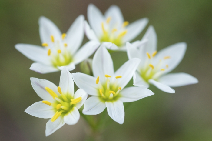 Nothoscordum bivalve image
