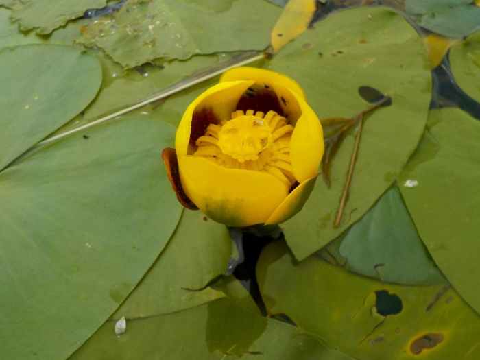 Nuphar variegata image