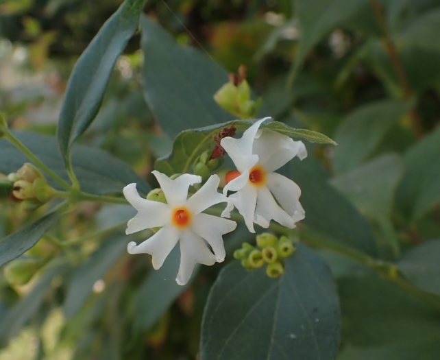 Nyctanthes arbor-tristis image