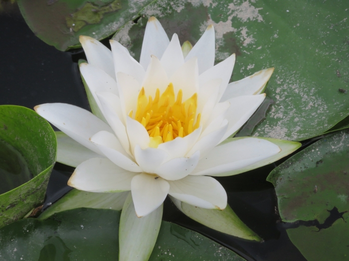 Nymphaea alba image