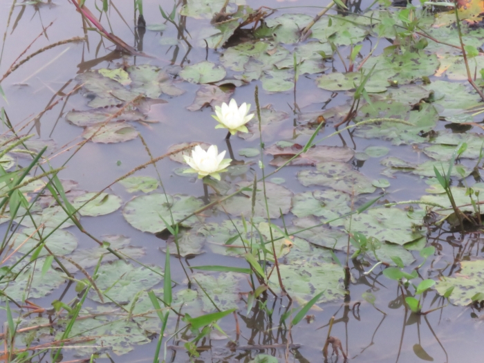 Nymphaea amazonum image