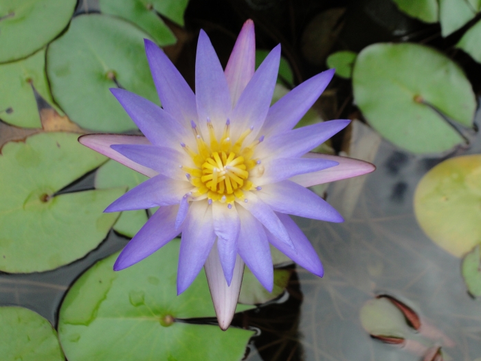 Nymphaea elegans image