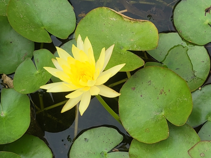 Nymphaea mexicana image