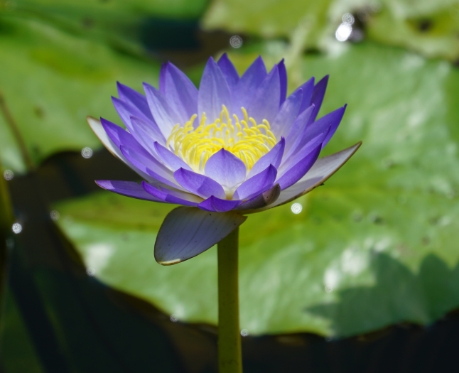 Nymphaea nouchali image