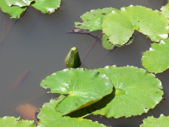 Nymphaea rudgeana image