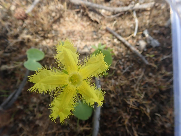 Nymphoides geminata image
