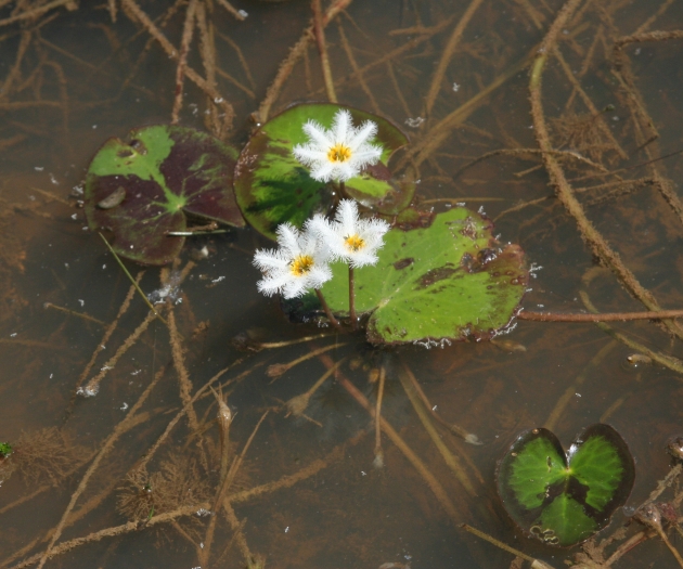 Nymphoides indica image