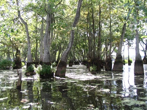 Nyssa aquatica image