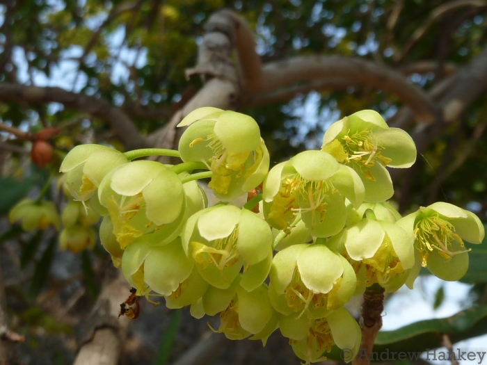 Ochna pulchra image