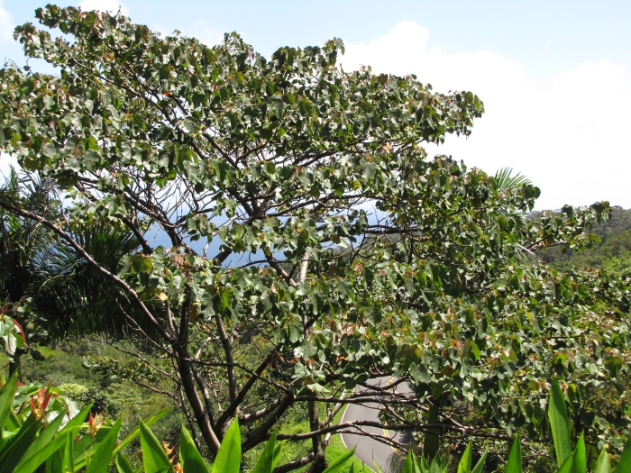 Ochroma pyramidale image