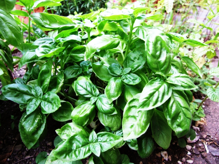 Ocimum basilicum image