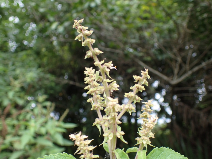 Ocimum gratissimum image