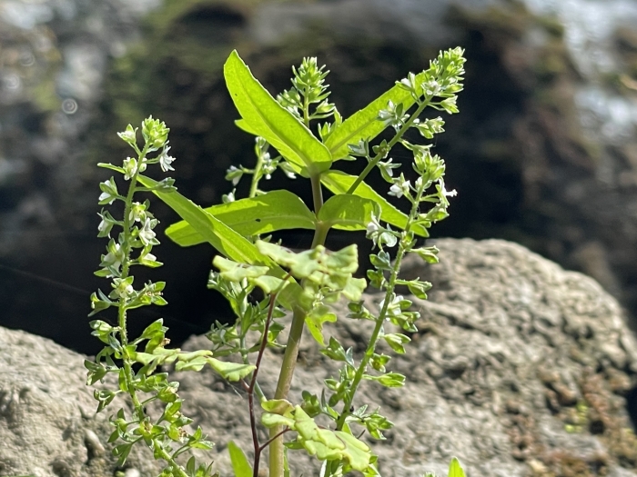 Ocimum tenuiflorum image