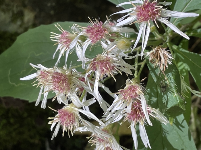 Oclemena acuminata image