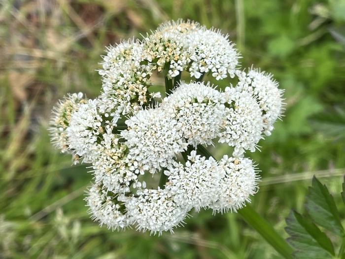 Oenanthe sarmentosa image