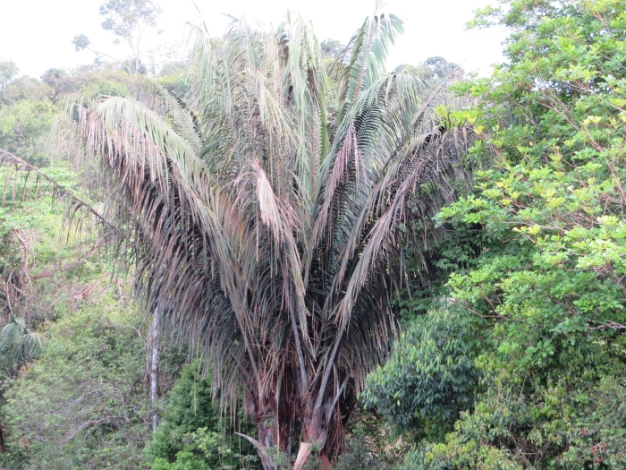 Oenocarpus bataua image