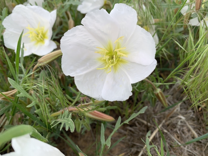 Oenothera albicaulis image