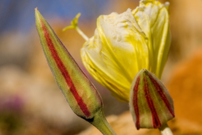 Oenothera brachycarpa image