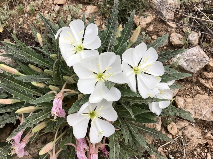 Oenothera cespitosa image