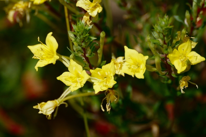 Oenothera clelandii image