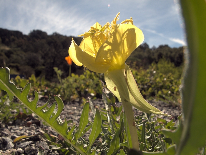 Oenothera flava image