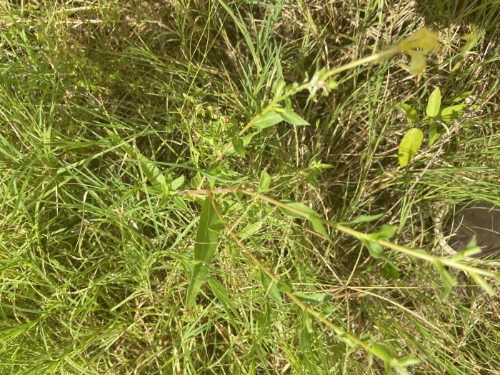 Oenothera heterophylla image