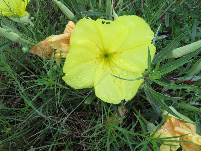 Oenothera macrocarpa image