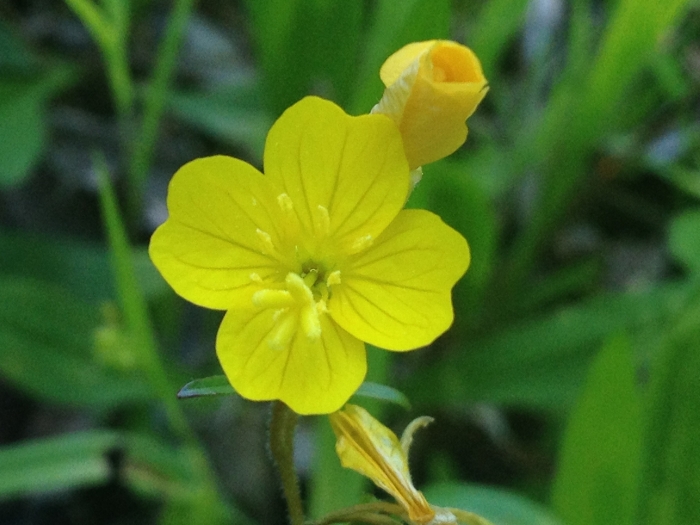 Oenothera perennis image